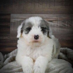 Dusk/Mini Sheepadoodle									Puppy/Male	/6 Weeks,Hi there! I’m an F1 Mini Sheepadoodle. I’m well socialized and ready for my forever home. Please call or text to adopt me today. 