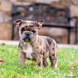 Hank/Frenchton									Puppy/Male	/8 Weeks,Say hello to Hank, an adorable Frenchton puppy! This playful little guy is family-raised with children and socialized. Also, his mother is the family pet. Hank has been vet checked and is up to date on shots & wormer, plus the breeder provides a 6-month genetic health guarantee. To learn more about this happy boy and how to make him yours, please call Warren & Linda today!