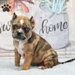 Ginger/Olde English Bulldogge									Puppy/Female	/9 Weeks,Very unique and beautiful puppy her name is Ginger she was born on September 23, 2023 and will be ready to join her family at weeks old on 11/25/2023. She is a hybrid designer cross between 1/4 Olde English Bulldogge x 3/4 French bulldog expected to be around 24 pound adult! This is a look that I have been going towards an American Bully pocket size!  We have references amd are able to deliver to your front door step anywhere in the usa! This hybrid is loving very docile and super easy to train! Their size make it perfect for today’s fast pace urban life style, you will not be disappointed call or text with any further questions!! Ginger has been vet checked healthy up to date on shots, dewormings, dewclawed, microchiped and ears cropped! She has a full length tail witch looks amazing take a look at how precious her Merle color coat and one blue eye! We can FaceTime you so you can see her on video!!!