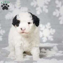 Elam/Mini Sheepadoodle									Puppy/Male	/5 Weeks,Elam is an adorable Mini Sheepadoodle who is sure to steal your heart with his sweet and endearing personality. This charming pup has been raised in a loving family environment, ensuring he’s well-socialized and ready to become a cherished member of your family. Elam comes equipped with a microchip for added security and peace of mind, and he’s also up to date on all his vaccines and dewormer treatments, prioritizing his health and well-being.