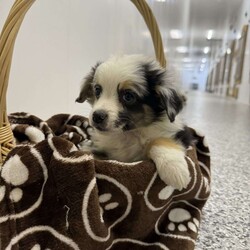 Lacey/Miniature Australian Shepherd									Puppy/Female	/10 Weeks,Come out to see these wonderful mini Aussie puppies in Newburg pa. They’re family raised in a clean environment. They have wonderful temperaments and would make a great addition to your home with children or animals as they’ve been socialized with both. They’ve been vetted and health checked and are looking for loving homes for the holidays. 