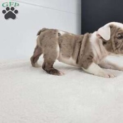 Kathryn/English Bulldog									Puppy/Female	/6 Weeks,Meet Kathryn! A happy healthy puppy who is up to date with shots and dewormer, was vet checked, is microchipped and is looking for a loving home! Please contact us with any questions or to come and meet her! Reserve today and pickup after the holidays!