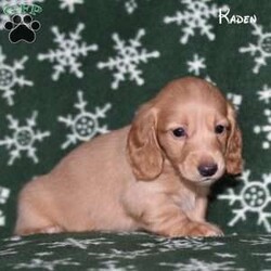 Kaden (mini)/Dachshund									Puppy/Male	/7 Weeks,Kayden is a friendly little dachshund puppy looking for a forever home. He has a calm personality, likes people, and enjoys cuddling with them! He also loves to play.