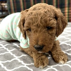 Minny Jackson/Standard Poodle									Puppy/Female	/5 Weeks,Minny is a red female standard poodle puppy. She is one of the bigger puppies in the litter.  She has a white blaze on her chest. Pretty face