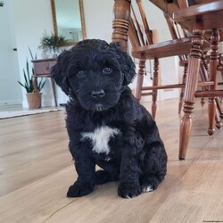 Jose/Portuguese Water Dog									Puppy/Male	/6 Weeks,Happy-go-lucky, sweet.  Loves to play with our boys; raised in our home with our family. Mother is our indoor family pet. Parents have had genetic testing done with clear results and hips evaluated with good results.