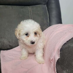 Chloe/Maltipoo									Puppy/Female	/7 Weeks,Here is a happy little girl! She is looking for her forever home. Please call or text with any questions 