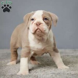 Chloe/English Bulldog									Puppy/Female	/7 Weeks,Meet Chloe, the adorable English Bulldog! Chloe is an IOEBA registered English Bulldog who has been lovingly raised by a caring family. This charming pup has been given the best start in life, with a vet check-up, up-to-date vaccinations, and a diligent deworming schedule. Now, Chloe is on the lookout for her forever home, where she can share her irresistible charm and affection with a loving family. With her wrinkled face and sweet disposition, Chloe is sure to steal your heart and become the perfect addition to your home. Give Chloe the love and care she deserves, and you’ll have a loyal companion for life.