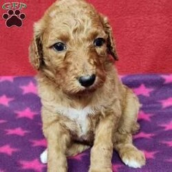 Darcy/Standard Poodle									Puppy/Female	/December 30th, 2023,Hi meet Darcy, I am a AKC Registered Standard poodle, my mom is Estella a family pet. We live in the country and love animals, I was born on December 30th, I will be vet checked and microchiped to get ready for my forever family by February 24. I am up to date on shots and d-worming. We are working on potty training. 