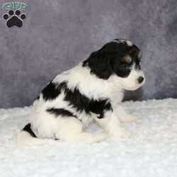 Zelda/Mini Sheepadoodle									Puppy/Female	/8 Weeks,Zelda is a mini sheepadoodle puppy! That loves to be cuddle and will be running around after you where ever you go! She is a Healthy little girl she was inspected by a veternarian on 2-16-24  if you would like to see her results i can send a photo of them to you! She is also up to date on all her Vaccines and Dewormer! And has also been Microcipped that is registered with Global Pet Security. 