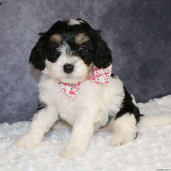 Zelda/Mini Sheepadoodle									Puppy/Female	/8 Weeks,Zelda is a mini sheepadoodle puppy! That loves to be cuddle and will be running around after you where ever you go! She is a Healthy little girl she was inspected by a veternarian on 2-16-24  if you would like to see her results i can send a photo of them to you! She is also up to date on all her Vaccines and Dewormer! And has also been Microcipped that is registered with Global Pet Security. 