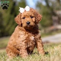 Charming/Mini Goldendoodle									Puppy/Female	/6 Weeks,Introducing the sweetest Mini Goldendoodle puppy named Charming! She has a stunning, wavy coat and big innocent eyes that will have you attached to her in no time. She is the perfect size to join you on all your everyday activities.. big enough to keep up with a fast paced life, but small enough to be by your side no matter where you go! She would be the perfect fit for you if you’re looking to add a sweet & playful little puppy to your family.