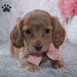 Iva/Dachshund									Puppy/Female	/9 Weeks,To contact the breeder about this puppy, click on the “View Breeder Info” tab above.