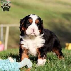 Alex/Miniature Bernese Mountain Dog									Puppy/Male	/8 Weeks,Alex is the sweetest Mini Bernese around! With his expressive face and huge puppy dog eyes he is used to getting his way:) This little sweetheart has us all wrapped around his little paw. A soft, silky coat and rambunctious personality are just a few of his winning qualities. Highly trainable, focused, and extremely adorable, the Mini Bernese was built for family life. If you are looking for a dog that will keep up with the fast-paced and ever-changing schedule of a family with kids, this is the perfect match. We socialize our pups from the moment they are born so that they join new homes with a confident and adaptable demeanor. Mom is a gorgeous Bernese Mountain Dog named Dora. Dora has a heart of gold and is the best momma to the puppies. Dad is a handsome Cavalier. He has a goofy personality and keeps us all on our toes. We love him to death. All of our pups are up to date on all vaccines and dewormer and have received a full, nose to tail exam from our vet. They also come with our 1 year genetic health guarantee. This ensures you are receiving a perfectly healthy and extremely lovable baby. If you have any more questions or would like to schedule a visit with the babies you can call or text anytime, Monday through Saturday. -Steven Weaver 