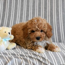 Tina/Mini Goldendoodle									Puppy/Female	/7 Weeks