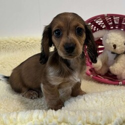 Hallie/Dachshund									Puppy/Female	/10 Weeks,Hallie is a beautiful longhaired red piebald.  She is super sweet and very calm. Her parents have great personalities. Mom weighs 11lbs and dad is 8lbs  Both are very gentle and loving. They have been geneticaly health tested.   