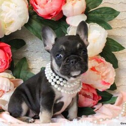 Dazzling Pearl/French Bulldog									Puppy/Female	/8 Weeks