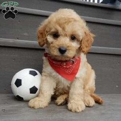 Boomer/Cavapoo									Puppy/Male	/8 Weeks,Look what you just found!! The sweetest little f1b cavapoo face you have ever seen…My name is Boomer and I would love to come home with you! I am sure with one look into my warm, sweet eyes and I’ll be sure I will have captured your heart already! I am very happy, playful and very kid friendly! I stand out above the rest with my beautiful fluffy apricot colored coat!!!  Full of personality and always ready to give amazing puppy kisses, I would love to fill your home with all of my puppy love! I have been vet checked, microchipped and I am up to date on vaccinations and dewormings and I will also come with a 1-year guarantee (extendable to 3 years) Shipping is available! My mother is Molly, our sweet 13# cavapoo with a heart of gold and my father is Boone, a 9# blue merle mini poodle and he has been genetically tested!! That makes me an F1b cavapoo and I will grow to approx. 10-12# and I will be hypoallergenic and nonshedding! !!… Why wait when you know I am meant to be yours? Call or text Martha to make me the newest addition to your family and get ready to spend a lifetime of tail wagging fun!   (7% sales tax on in home pickups) 