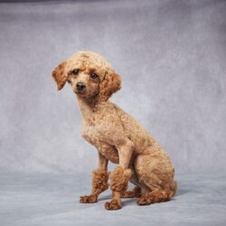 Sam/Miniature Poodle									Puppy/Male	/5 Weeks,AKC registered / Genetically tested Parents – Happy and healthy – Mini Poodle – Up to date on and deworming – Microchipped – 6 month health/1 year genetic guarantees(1yr/2yr if you remain on recommended food)- Full vet examination Call/text/email to schedule a time to come out and visit. We can ship to you, or can meet you at our airport. We can also meet in between if a reasonable distance.