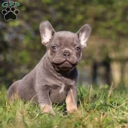 Julian/French Bulldog									Puppy/Male	/10 Weeks,Introducing a stunning, AKC French Bulldog named Julian! He is being raised in a loving and nurturing environment, receiving all the attention and care he deserves. He loves playing with toys and hanging out with his people, he definitely has the ‘Frenchie personality’ ..super friendly, playful & sociable. This breed is known for their muscular, wrinkly appearance and their infectious, happy energy. They are a breed like no other! The Mama, Neva is gorgeous girl with a heart of absolute gold. She is always down for a walk or a good game of fetch, we adore her. Neva weighs 27 lbs. The handsome dad’s name is Rambo. He enjoys relaxing in the shade or spending time with his people. Rambo weighs 32 lbs. This baby is up to date on all necessary vaccines & dewormer, has been vet checked and our one year genetic health guarantee   2 week health guarantee is included. For any more information or to schedule a visit, please call or text me. (All Sunday calls will be returned on Monday.) -Willis Barkman