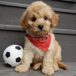 Boomer/Cavapoo									Puppy/Male	/8 Weeks,Look what you just found!! The sweetest little f1b cavapoo face you have ever seen…My name is Boomer and I would love to come home with you! I am sure with one look into my warm, sweet eyes and I’ll be sure I will have captured your heart already! I am very happy, playful and very kid friendly! I stand out above the rest with my beautiful fluffy apricot colored coat!!!  Full of personality and always ready to give amazing puppy kisses, I would love to fill your home with all of my puppy love! I have been vet checked, microchipped and I am up to date on vaccinations and dewormings and I will also come with a 1-year guarantee (extendable to 3 years) Shipping is available! My mother is Molly, our sweet 13# cavapoo with a heart of gold and my father is Boone, a 9# blue merle mini poodle and he has been genetically tested!! That makes me an F1b cavapoo and I will grow to approx. 10-12# and I will be hypoallergenic and nonshedding! !!… Why wait when you know I am meant to be yours? Call or text Martha to make me the newest addition to your family and get ready to spend a lifetime of tail wagging fun!   (7% sales tax on in home pickups) 