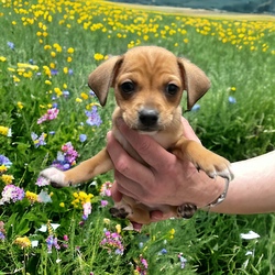 Adopt a dog:Lenny/Chihuahua/Male/Baby,DOB: 02/29/2024
Adoption fee: $650*
(Adoption fee includes spay/neuter surgery, age-appropriate current vaccines, microchip, and preventative flea treatment).

Hi I am a Chihuahua mix puppy just starting out in life. I'm happy, love to play with my siblings and can't wait to join your family!

Interested in adopting me? Our adoption process and application can be found at -

https://www.sunnyskysshelter.org/our-adoption-process

For other questions on our dogs/cats please send an email to info@sunnyskysshelter.org for information on a meet and greet as well as application procedures.