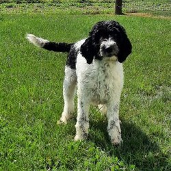 Marley/Mini Sheepadoodle									Puppy/Male	/9 Weeks,Marley is a Handsome  Mini Sheepadoodle He is a happy and playful little boy that loves lots of cuddles! He has been inspected by a veterinarian And he is in great Health He will come home with the following: 