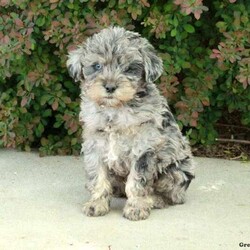 Scooter/Mini Schnoodle									Puppy/Male	/March 12th, 2024,Meet Scooter! This friendly Miniature Schnoodle puppy is vet checked & up to date on shots & wormer, plus comes with a health guarantee provided by the breeder! Scooter is well socialized & currently being family raised with children! If you would like more information on this playful pup, please contact Reuben & Elizabeth Esh today!