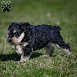 Jasper/Miniature Schnauzer Puppy/Male /January 29th, 2024 Jasper/Miniature Schnauzer Puppy/Male /January 29th, 2024,Are you ready to invite the irresistible charm of miniature schnauzers into your life? Our enchanting litter of miniature schnauzer puppies is here, eagerly awaiting the chance to steal your heart! Known for their intelligence, affection, and unwavering loyalty, these pups are sure to bring joy and companionship into your home.