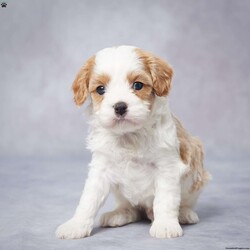 Alex/Cavapoo									Puppy/Male	/5 Weeks