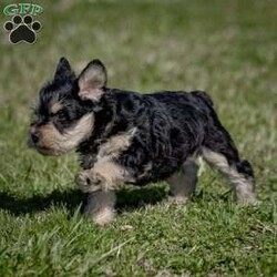 Jasper/Miniature Schnauzer Puppy/Male /January 29th, 2024 Jasper/Miniature Schnauzer Puppy/Male /January 29th, 2024,Are you ready to invite the irresistible charm of miniature schnauzers into your life? Our enchanting litter of miniature schnauzer puppies is here, eagerly awaiting the chance to steal your heart! Known for their intelligence, affection, and unwavering loyalty, these pups are sure to bring joy and companionship into your home.