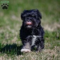 Iris/Miniature Schnauzer									Puppy/Female	/January 25th, 2024,Are you ready to invite the irresistible charm of miniature schnauzers into your life? Our enchanting litter of miniature schnauzer puppies is here, eagerly awaiting the chance to steal your heart! Known for their intelligence, affection, and unwavering loyalty, these pups are sure to bring joy and companionship into your home.