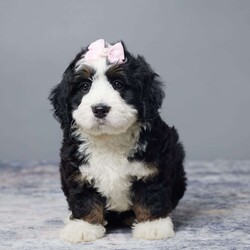 Roxy/Mini Bernedoodle									Puppy/Female	/7 Weeks