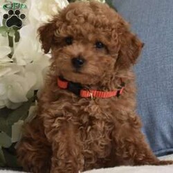 Simon/Toy Poodle									Puppy/Male	/8 Weeks,Beautiful Red Toy Poodle pup available, they are absolutely stunning! beautiful head structure, nice cobby bodies, beautiful round expressive eyes with nice thick curly coats, our pups will come vaccinated and dewormed you are welcome to come to my home and pick out the pup of your choice and meet the mother and father of the pups, our boys will range from 6 to 8lbs, if you are out of state we can ship into your local airport via a shipping nanny, I have a great shipping nanny that charges $600 to escort your pup and fly him to your local airport in cabin, if you are needing shipping please inquire to make arrangements, if you are in souther California and are elderly or do not drive I can deliver the pup of your choice to you at no extra charge, other then that you are more then welcome to come to our home and see the pups in person and play with them and see which one you like, our pups sell fast so if you are interested in one of these cuties please give me a call or text, I prefer a text because I can respond faster via text when Im at work, The pup you see in the photos are of the actual pups available, thank you 