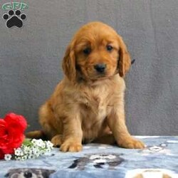 Rowan/Miniature Golden Retriever									Puppy/Male	/9 Weeks,Meet this rich red Mini Golden Retriever puppy who is off to a great start! Up to date on shots and dewormer, vet checked, socialized, and started on crate and leash training this little cutie is searching for a family who is ready to embrace the joys and adventures of raising a puppy. If you are interested in learning more about one of our Mini Golden Retriever puppies contact us today! 