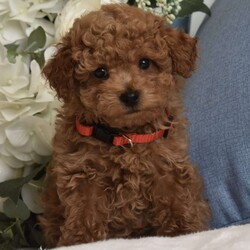 Simon/Toy Poodle									Puppy/Male	/8 Weeks,Beautiful Red Toy Poodle pup available, they are absolutely stunning! beautiful head structure, nice cobby bodies, beautiful round expressive eyes with nice thick curly coats, our pups will come vaccinated and dewormed you are welcome to come to my home and pick out the pup of your choice and meet the mother and father of the pups, our boys will range from 6 to 8lbs, if you are out of state we can ship into your local airport via a shipping nanny, I have a great shipping nanny that charges $600 to escort your pup and fly him to your local airport in cabin, if you are needing shipping please inquire to make arrangements, if you are in souther California and are elderly or do not drive I can deliver the pup of your choice to you at no extra charge, other then that you are more then welcome to come to our home and see the pups in person and play with them and see which one you like, our pups sell fast so if you are interested in one of these cuties please give me a call or text, I prefer a text because I can respond faster via text when Im at work, The pup you see in the photos are of the actual pups available, thank you 