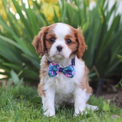 Lizzie/Cavalier King Charles Spaniel									Puppy/Female	/8 Weeks
