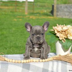 Delilah/French Bulldog									Puppy/Female	/8 Weeks,Check out this adorable French Bulldog puppy name Delilah! She will be vet checked and is up to date on shots & wormer and can be AKC registered. Delilah is also being family raised around kids and the breeder provides a health guarantee. For more information please contact the breeder today!