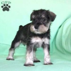 Shadow/Miniature Schnauzer									Puppy/Female	/8 Weeks,Meet this adorable Miniature Schnauzer puppy with a frisky spirit and darling eyes! This little cutie is up to date on shots and dewormer and vet checked! Each puppy comes with a health guarantee and is well socialized with children and family raised. If you are seeking a new companion to spoil and love contact Mary today! 