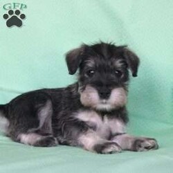 Shadow/Miniature Schnauzer									Puppy/Female	/8 Weeks,Meet this adorable Miniature Schnauzer puppy with a frisky spirit and darling eyes! This little cutie is up to date on shots and dewormer and vet checked! Each puppy comes with a health guarantee and is well socialized with children and family raised. If you are seeking a new companion to spoil and love contact Mary today! 