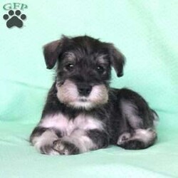 Shadow/Miniature Schnauzer									Puppy/Female	/8 Weeks,Meet this adorable Miniature Schnauzer puppy with a frisky spirit and darling eyes! This little cutie is up to date on shots and dewormer and vet checked! Each puppy comes with a health guarantee and is well socialized with children and family raised. If you are seeking a new companion to spoil and love contact Mary today! 