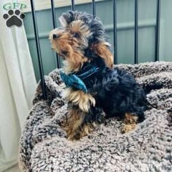 Walter/Yorkie									Puppy/Male	/8 Weeks,Adorable Yorkshire terrier ( yorkie) Male about a pound now will be about 4/5lbs full grown Natural tail FaceTime Available Very outgoing, loves everyone, both do great with kids of all ages, enjoys car rides, likes to play but cuddle too! 8 weeks old Comes vet checked, vaccinated to date, dewormed, free medical with trupanion effective immediately at pick up or delivery, health guarantee, and started on nuvet supplements to support their immature immune systems. Currently eating blue buffalo puppy Located in lake Orion Michigan 10min from Great Lakes crossing mall. Local pick up is welcomed or we have a trusted flight nanny and ground transportation anywhere in the USA We offer financing with terrace pets where they match you with a lender and they pay for the puppy and you make payments to them but get to bring your puppy home as soon as you’re approved. All credit scores considered! Early payoff no penalty. Please ask for my direct link to apply. We accept cash, zelle, venmo, or financing. Deposits aren’t required however, We do NOT hold puppies without a deposit. Deposits are $200. 