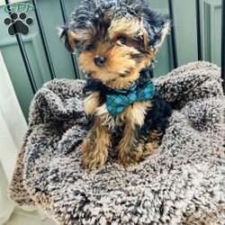 Walter/Yorkie									Puppy/Male	/8 Weeks,Adorable Yorkshire terrier ( yorkie) Male about a pound now will be about 4/5lbs full grown Natural tail FaceTime Available Very outgoing, loves everyone, both do great with kids of all ages, enjoys car rides, likes to play but cuddle too! 8 weeks old Comes vet checked, vaccinated to date, dewormed, free medical with trupanion effective immediately at pick up or delivery, health guarantee, and started on nuvet supplements to support their immature immune systems. Currently eating blue buffalo puppy Located in lake Orion Michigan 10min from Great Lakes crossing mall. Local pick up is welcomed or we have a trusted flight nanny and ground transportation anywhere in the USA We offer financing with terrace pets where they match you with a lender and they pay for the puppy and you make payments to them but get to bring your puppy home as soon as you’re approved. All credit scores considered! Early payoff no penalty. Please ask for my direct link to apply. We accept cash, zelle, venmo, or financing. Deposits aren’t required however, We do NOT hold puppies without a deposit. Deposits are $200. 