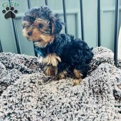 Walter/Yorkie									Puppy/Male	/8 Weeks,Adorable Yorkshire terrier ( yorkie) Male about a pound now will be about 4/5lbs full grown Natural tail FaceTime Available Very outgoing, loves everyone, both do great with kids of all ages, enjoys car rides, likes to play but cuddle too! 8 weeks old Comes vet checked, vaccinated to date, dewormed, free medical with trupanion effective immediately at pick up or delivery, health guarantee, and started on nuvet supplements to support their immature immune systems. Currently eating blue buffalo puppy Located in lake Orion Michigan 10min from Great Lakes crossing mall. Local pick up is welcomed or we have a trusted flight nanny and ground transportation anywhere in the USA We offer financing with terrace pets where they match you with a lender and they pay for the puppy and you make payments to them but get to bring your puppy home as soon as you’re approved. All credit scores considered! Early payoff no penalty. Please ask for my direct link to apply. We accept cash, zelle, venmo, or financing. Deposits aren’t required however, We do NOT hold puppies without a deposit. Deposits are $200. 