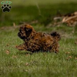 Lily/Shih-Poo									Puppy/Female	/February 4th, 2024,Hey there! I’m Lily, a little Shih-poo puppy, and I’m here to wiggle and wag my way right into your heart!