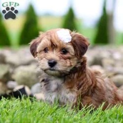 Wanda/Morkie / Yorktese Puppy/Female /8 Weeks Wanda/Morkie / Yorktese Puppy/Female /8 Weeks,Meet Wanda, the most adorable Morkie puppy you’ve ever laid eyes on! This little girl combines the best of both worlds with its Maltese and Yorkshire Terrier heritage. With her soft, silky fur and endearing button nose, she steals the hearts of everyone she meets. Playful and affectionate, she loves to cuddle and will quickly become your loyal companion. Her tiny size only adds to the charm, making her the perfect companion for any loving home. Whether you’re looking for a playful playmate or a snuggle buddy, she is the perfect choice!