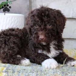 Jayla/Portuguese Water Dog									Puppy/Female	/March 27th, 2024,I’m a cute Portuguese Water Dog puppy. I’m excited to be going to my loving new forever home ! I have been vet checked. I love running and playing with people especially Children! I’m up to date on Vaccinations and have been dewormed. I also have 4 white paws.