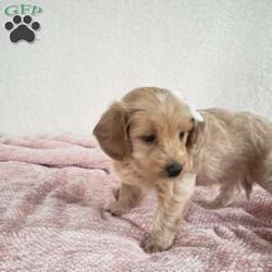 Missy/Toy Poodle Mix									Puppy/Female	/April 17th, 2024,Meet sweet little Missy!!  She is a morning pup…waking up and is ready for playtime when you are.  Loves being on the outside looking what she can find.  Super sweet, playful and cuddly.