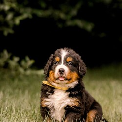 Ryder/Bernese Mountain Dog									Puppy/Male	/April 14th, 2024,This cuddly Bernese Mountain Dog puppy can be registered with AKC and could be the perfect fit for your family! Ryder is socialized and family raised with children. He’s friendly and ready to meet you! Vet checked and up to date on shots and de-wormer, this playful pup will come home with a 30 day health guarantee and an extended genetic health guarantee, both provided by the breeder. To learn more and schedule a visit to meet Ryder, please call Anthony today!