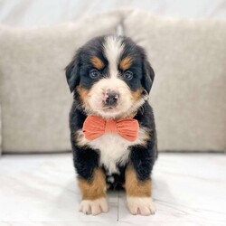 Banjo/Bernese Mountain Dog									Puppy/Male	/6 Weeks,Meet Banjo, a handsome AKC Bernese Mountain Dog! He is a super friendly and exquisite pup, it’s hard to not get attached to him. He has the ability to make anyone smile, just spend a little time with him and you’ll have a new best friend. He is a happy and healthy little guy!  