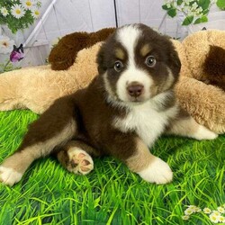 Dash/Australian Shepherd									Puppy/Male	/7 Weeks,Meet Dash, a delightful and affectionate AKC Registered Australian Shepard. This fun-loving and beautiful companion is eagerly awaiting a forever family. With a soft and cuddly nature, that is  sure to bring love and joy into any home.